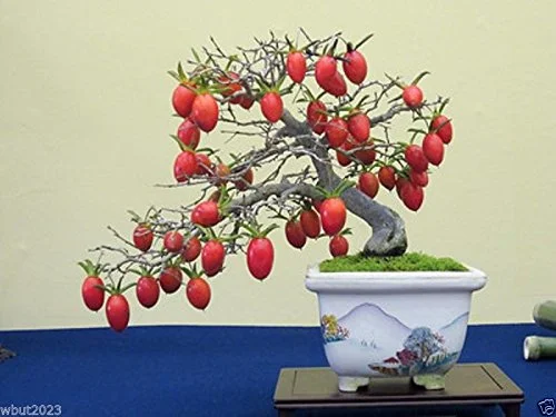 Princess Persimmon,Diamond-Leaf Persimmon Diospyros Rhombifolia 10 Seeds