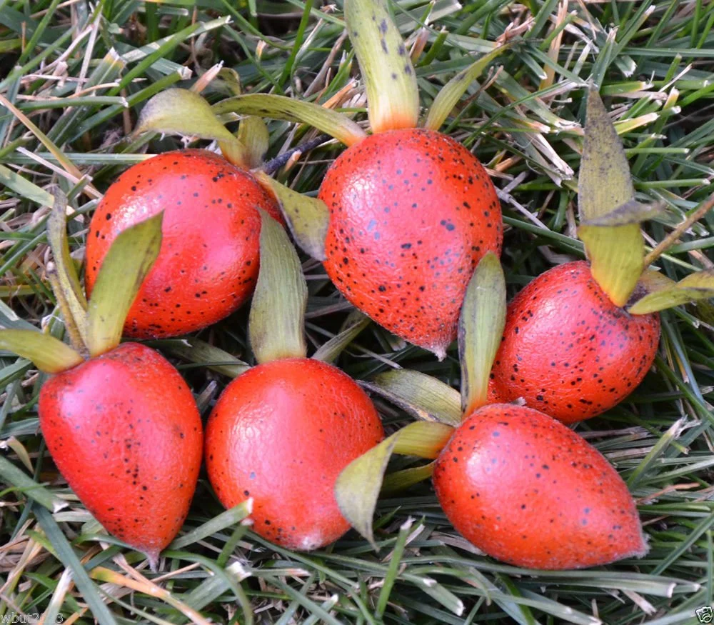 Princess Persimmon,Diamond-Leaf Persimmon Diospyros Rhombifolia 10 Seeds