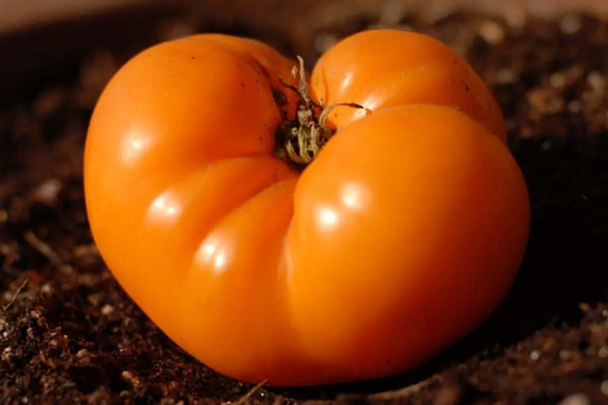 Persimmon Colored Fruit Very flavorful (10 - Seeds)