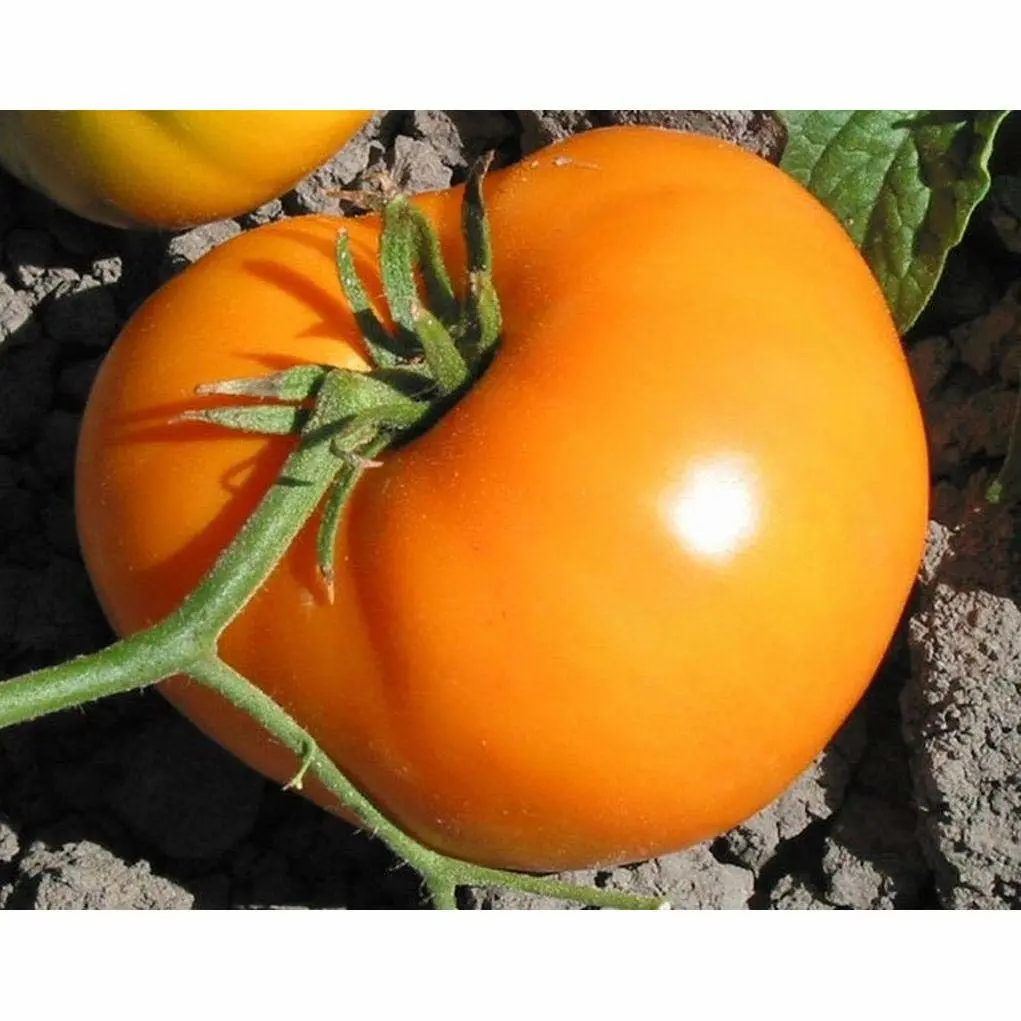 Persimmon Colored Fruit Very flavorful (10 - Seeds)