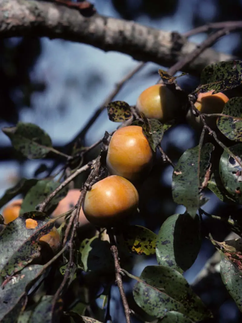 1-1000 PCS Common Persimmon Tree Seeds Diospyros Virginiana Fruit Flower 0180 (25+ Seeds)