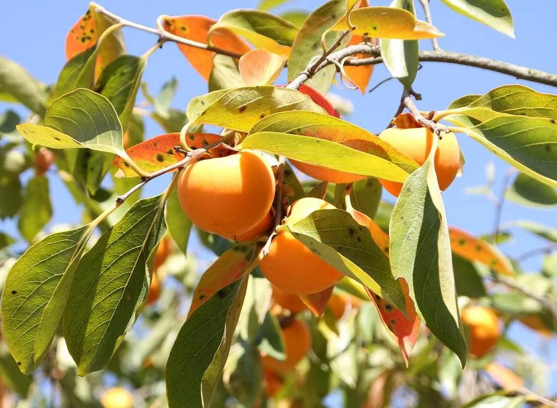 1-1000 PCS Common Persimmon Tree Seeds Diospyros Virginiana Fruit Flower 0180 (25+ Seeds)