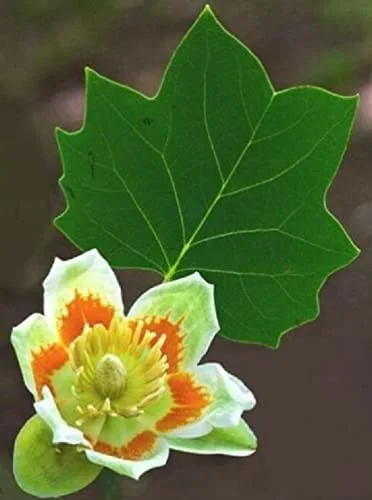 Live Tree Seedling for Planting - Grow Live Tree Plants - No Ship to California (Tulip Poplar Tree)
