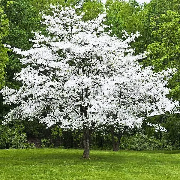Live Tree Seedling for Planting - Grow Live Tree Plants - No Ship to California (White Flowering Dogwood)