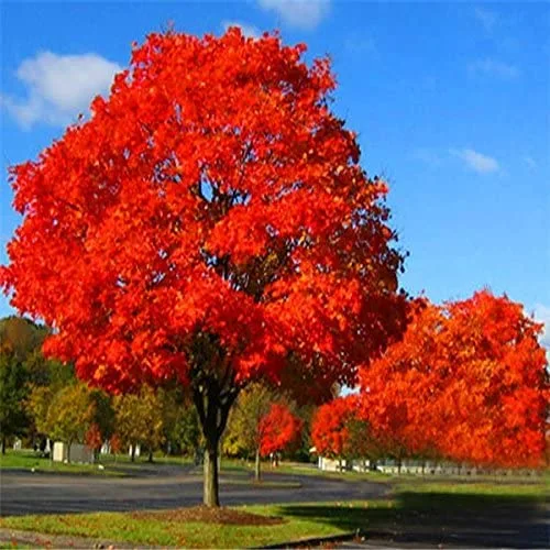 Live Tree Seedling for Planting - Grow Live Tree Plants - No Ship to California (Sourwood)