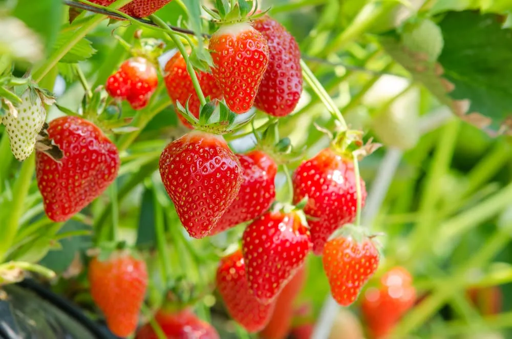 Fruit Seeds for Planting - Garden Fruit Seeds (Red Strawberry - 100 Seeds)