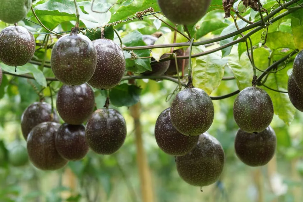 Fruit Seeds for Planting - Garden Fruit Seeds (Passionfruit - 50 Seeds)