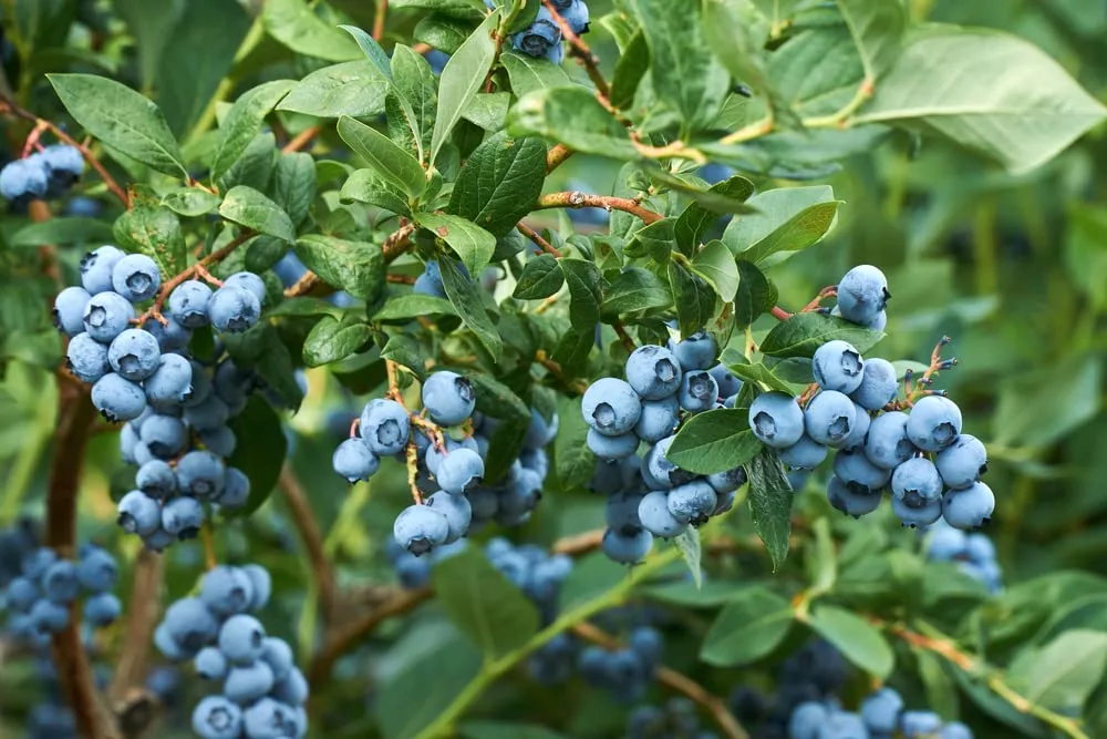 Fruit Seeds for Planting - Garden Fruit Seeds (Blueberry - 100 Seeds)