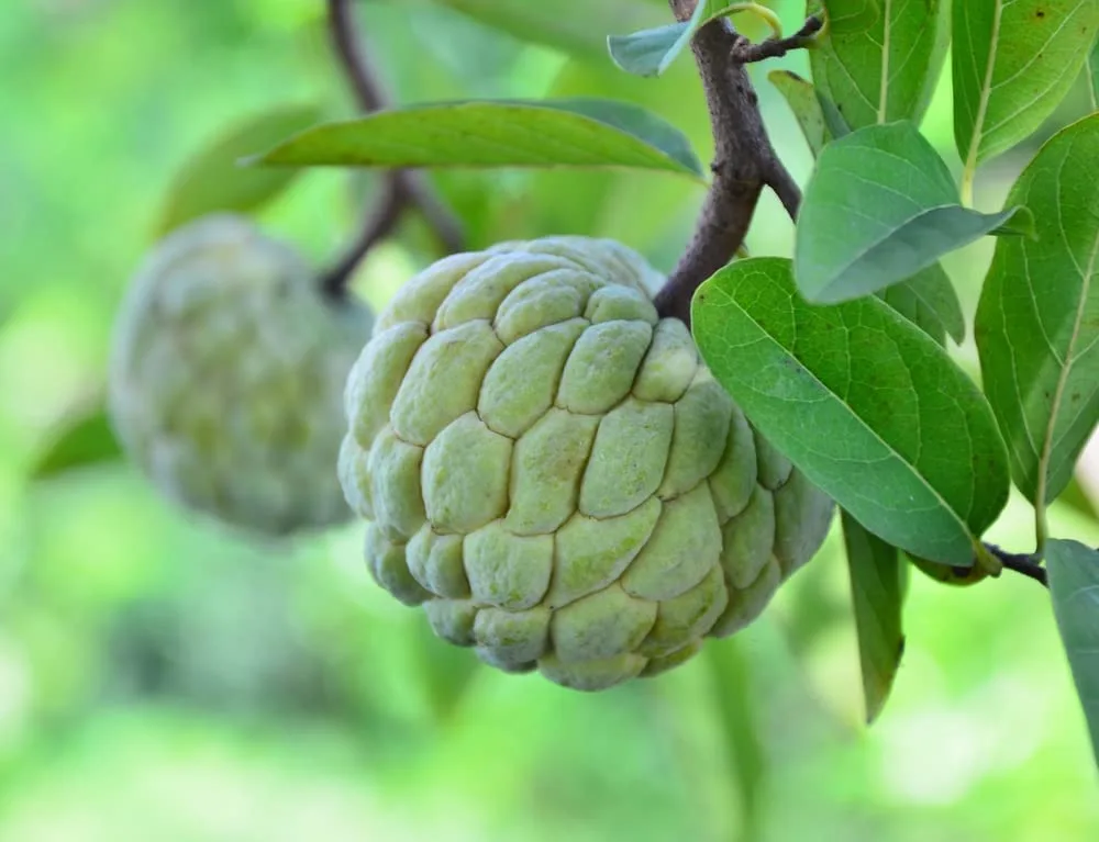 Fruit Seeds for Planting - Garden Fruit Seeds (Sugar Apple - 5 Seeds)