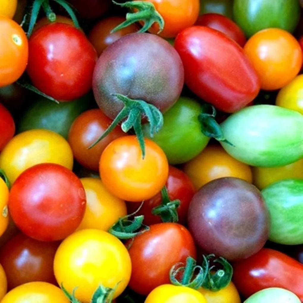 Fruit Seeds for Planting - Garden Fruit Seeds (Rainbow Cherry Tomato - 50 Seeds)