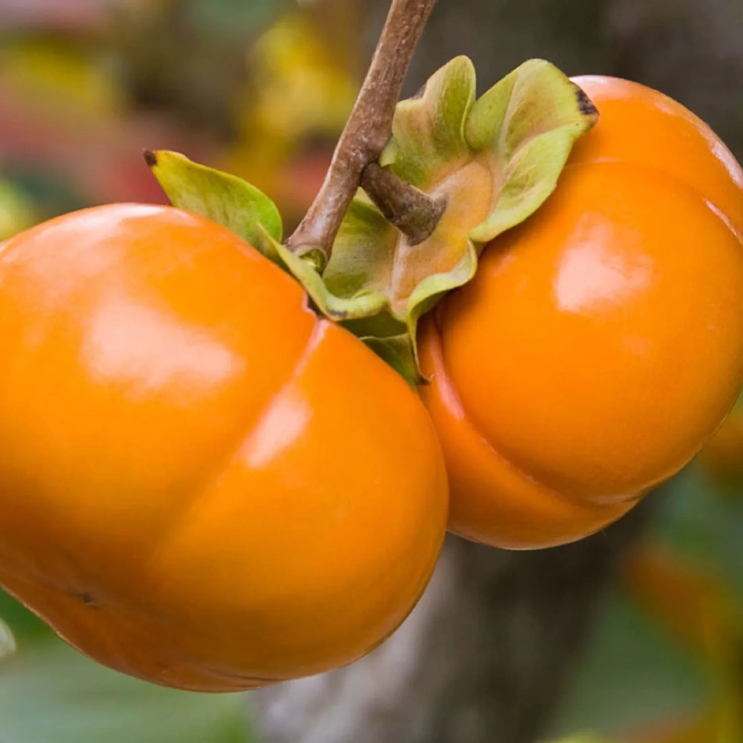 CHUXAY GARDEN Persimmon Seed 5 Seeds Date Plum Fruit Tree Edible Sweet Fruit Great Gardening Fast Growing & Maintain
