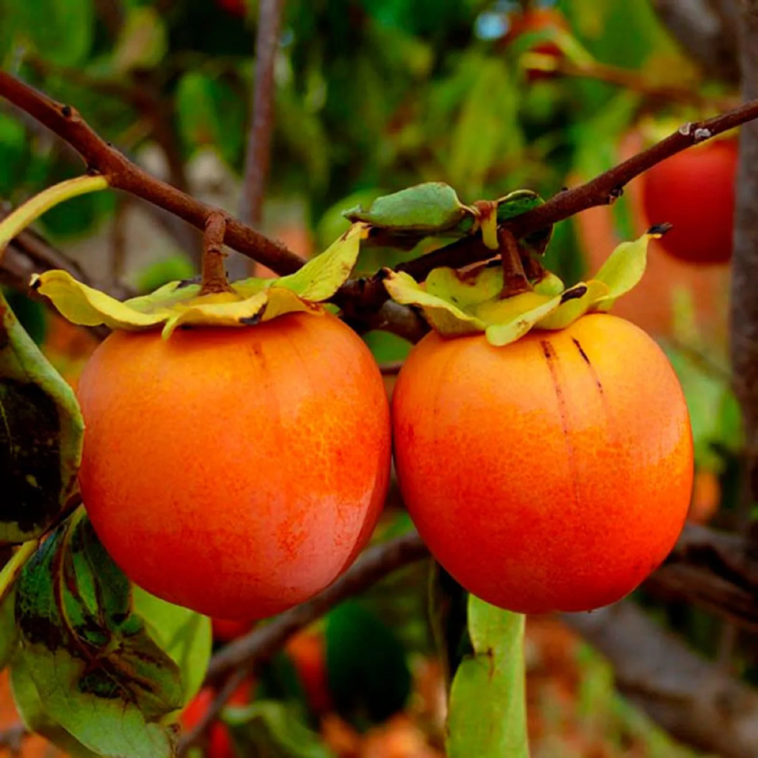 CHUXAY GARDEN Persimmon Seed 5 Seeds Date Plum Fruit Tree Edible Sweet Fruit Great Gardening Fast Growing & Maintain
