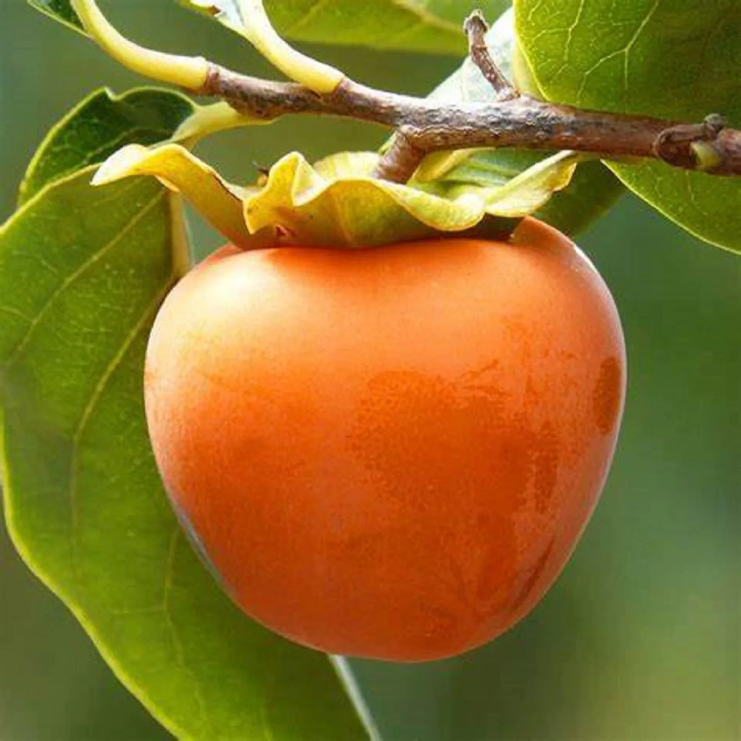 CHUXAY GARDEN Persimmon Seed 5 Seeds Date Plum Fruit Tree Edible Sweet Fruit Great Gardening Fast Growing & Maintain