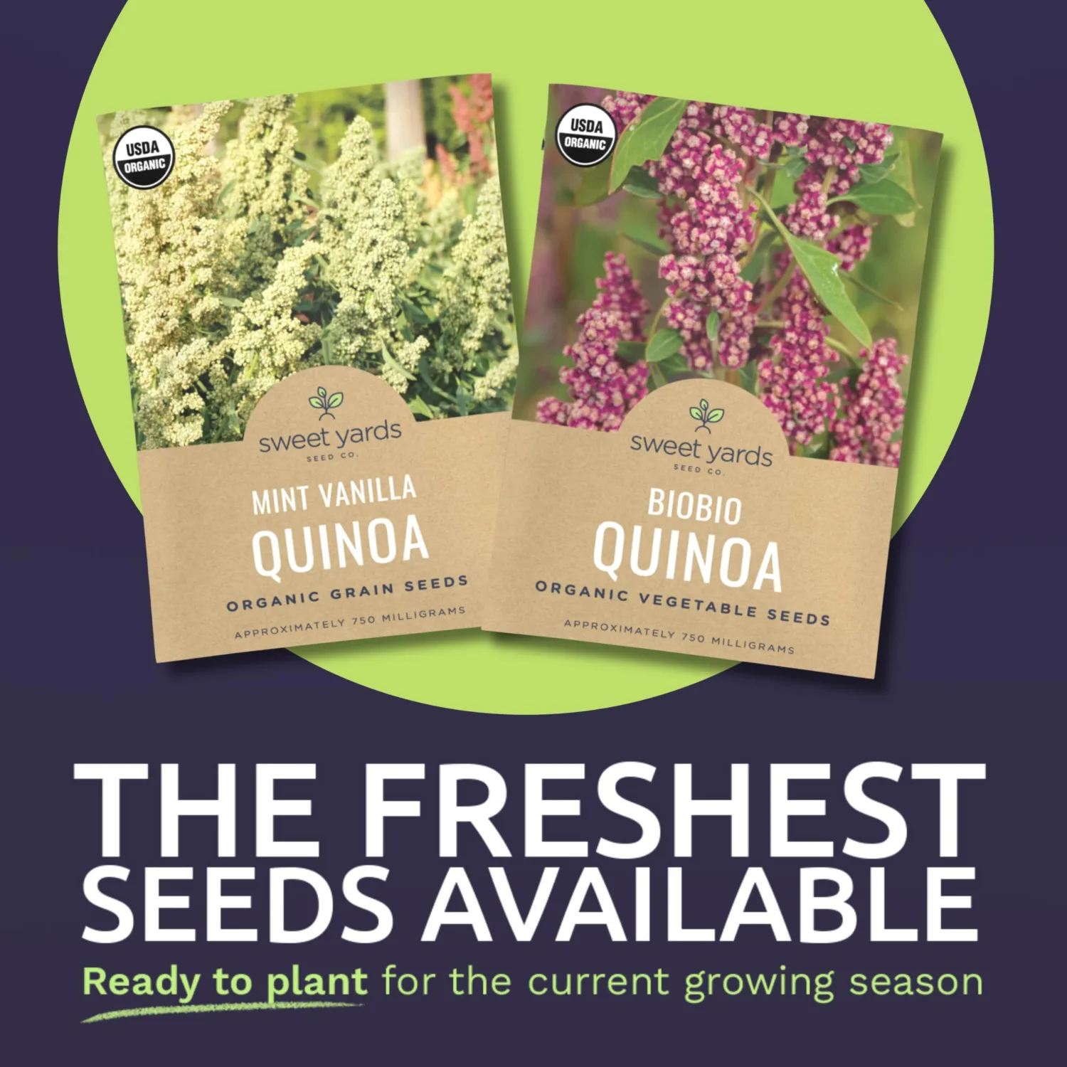 Organic Quinoa Seeds Home Garden Variety Pack - Non-GMO USDA Certified Organic Open Pollinated Heirloom USA Seed Paclets