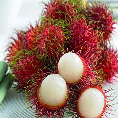 5 PCS Rambutan Bonsai Red Fruits Plant As Litchi Very Delicious Giant Plant Tree Also As A Home Garden Ornamental Trees