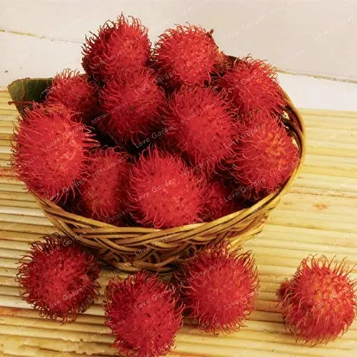 5 PCS Rambutan Bonsai Red Fruits Plant As Litchi Very Delicious Giant Plant Tree Also As A Home Garden Ornamental Trees