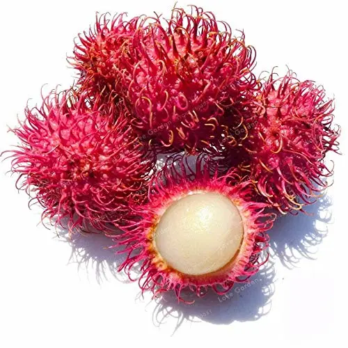 5 PCS Rambutan Bonsai Red Fruits Plant As Litchi Very Delicious Giant Plant Tree Also As A Home Garden Ornamental Trees