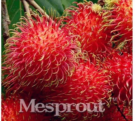 New Rambutan Red Fruits Malaysia 5+ Seeds