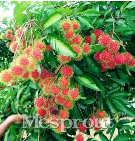 New Rambutan Red Fruits Malaysia 5+ Seeds