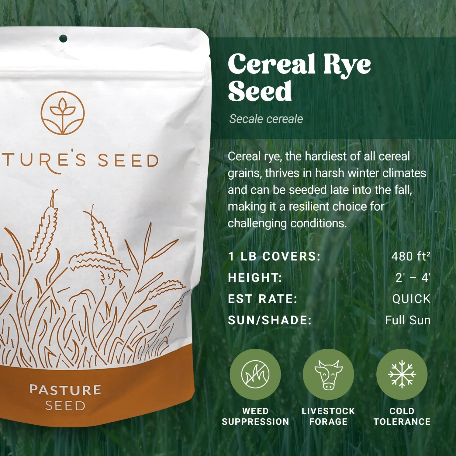 Nature’s Seed Winter Cereal Rye Grain Grass Seed for Wildlife Food Plot, Cover Crop, Pasture, Soil Stabilization, 1 Lb