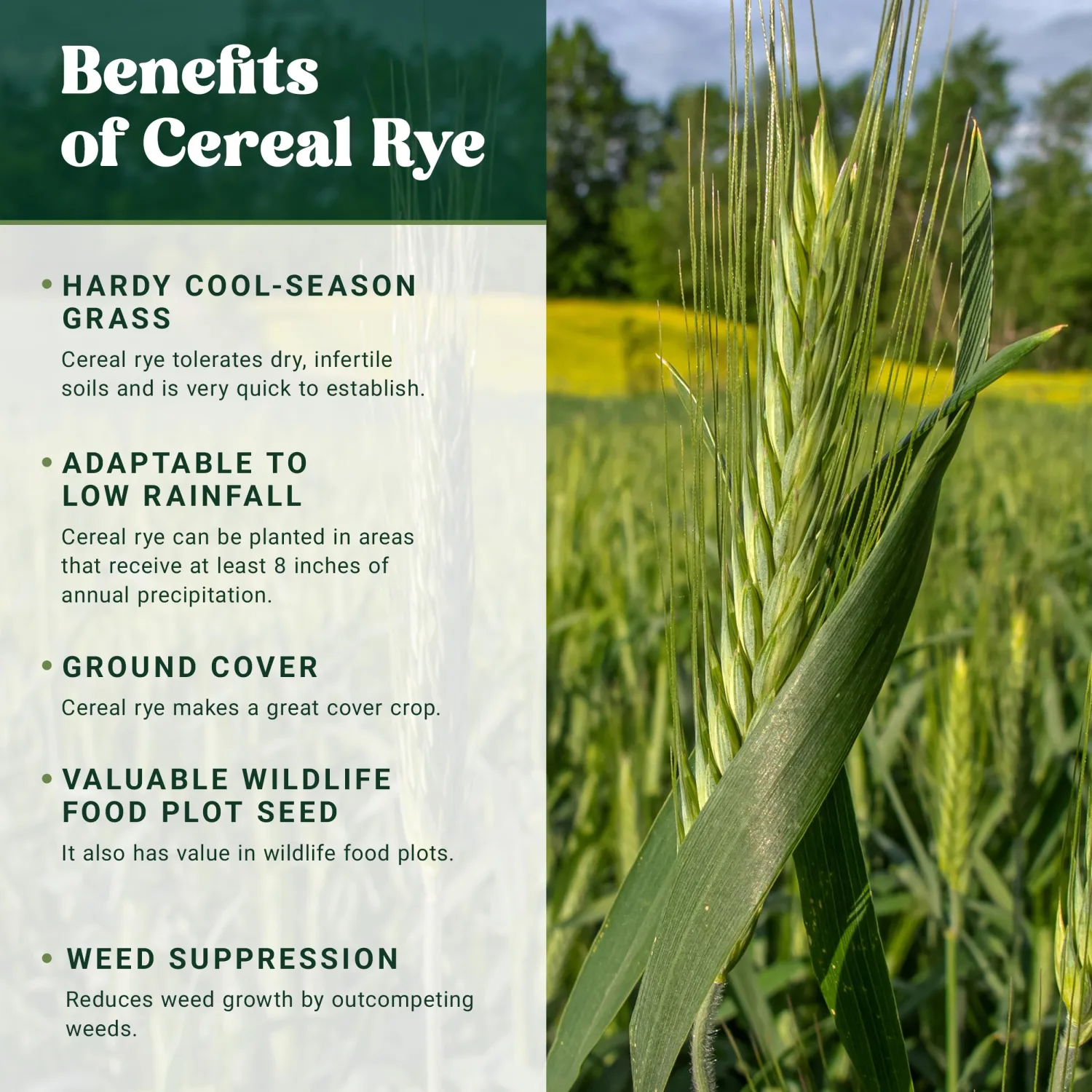 Nature’s Seed Winter Cereal Rye Grain Grass Seed for Wildlife Food Plot, Cover Crop, Pasture, Soil Stabilization, 1 Lb