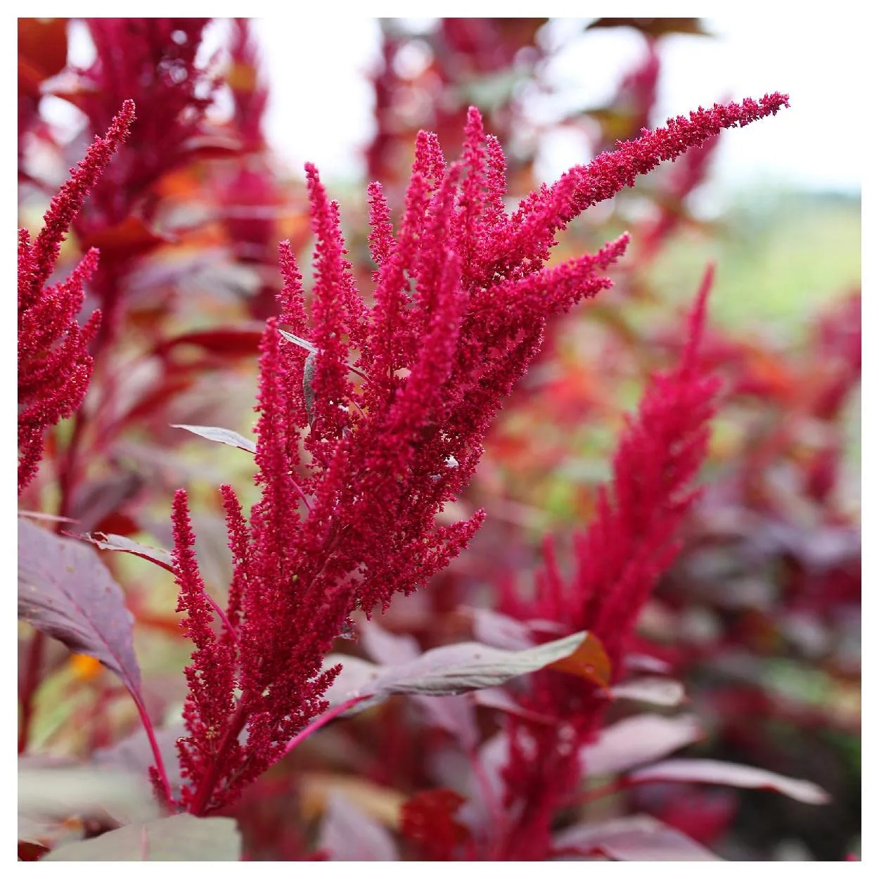 Everwilde Farms - 2000 Red Garnet Amaranth Herb Seeds - Gold Vault Jumbo Seed Packet