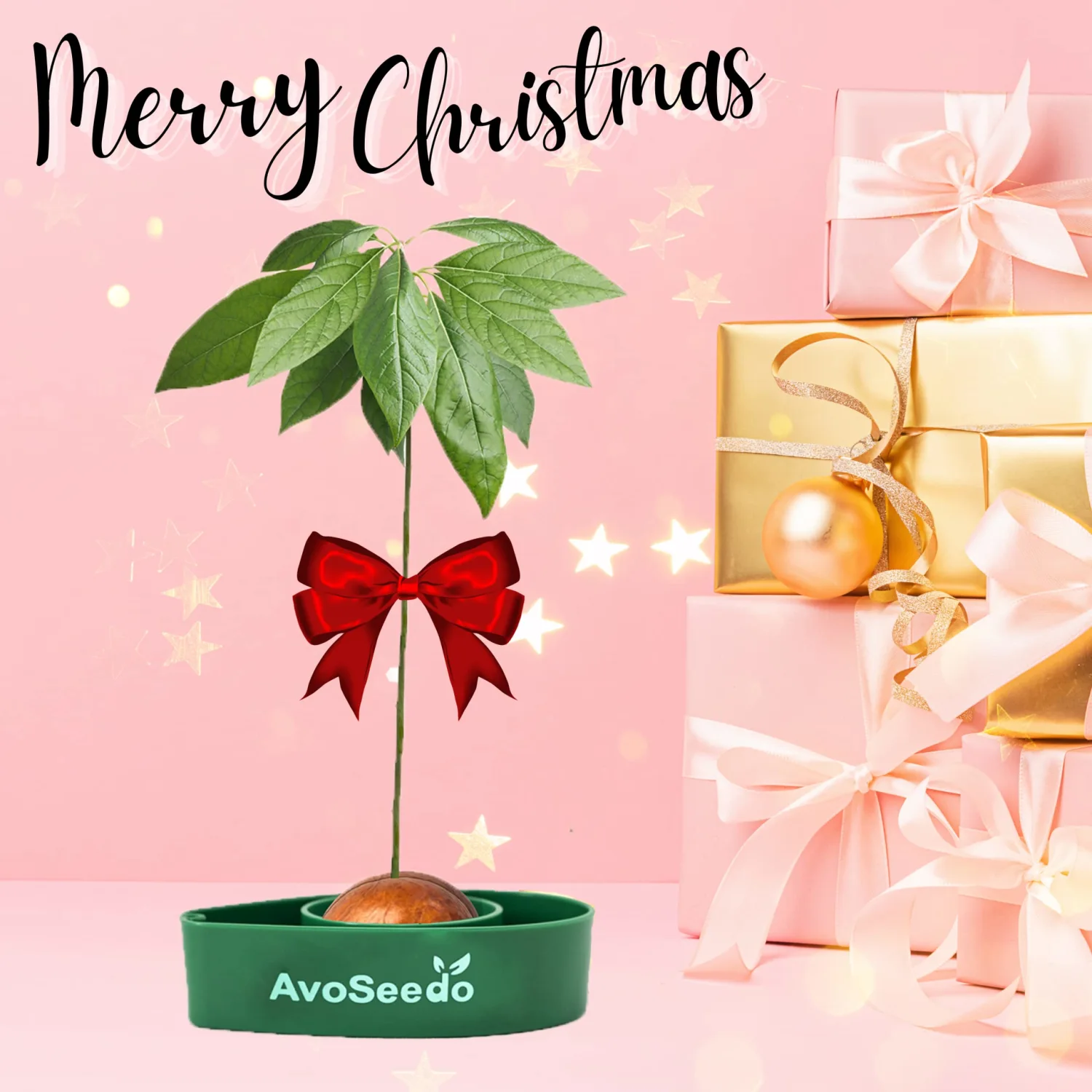 Avocado Growing Kit - Indoor Gardening Gift for Growing Avocado Trees from Pits