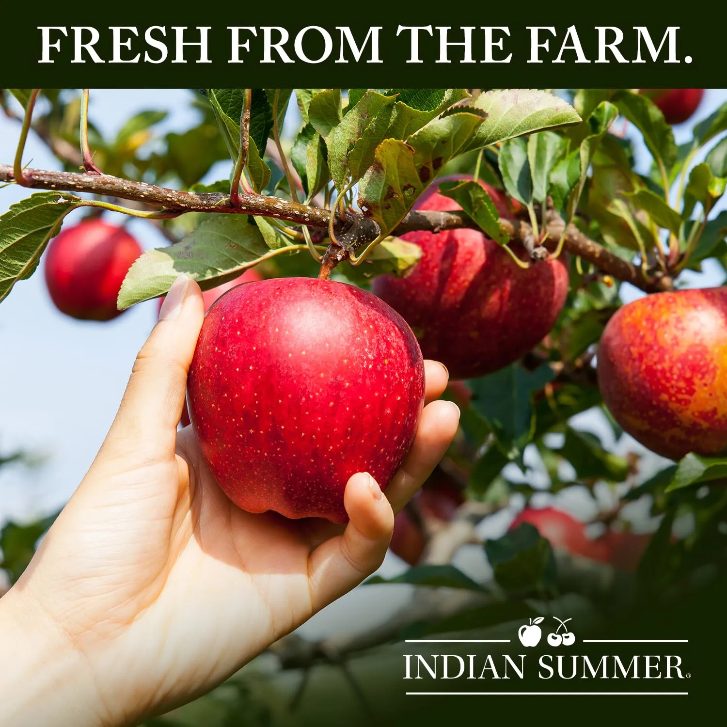 Indian Summer Tropical Flavored Apple Juice, All Natural Fruit Juice, Made with US Grown Apples (Apple Cider, 2 Pack)