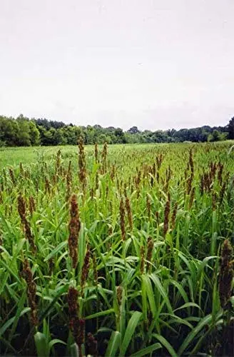Makes Great Seed-Heads for Birds - Beautiful in The Garden(200 - Seeds)