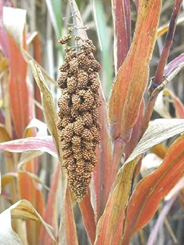 Makes Great Seed-Heads for Birds - Beautiful in The Garden(200 - Seeds)