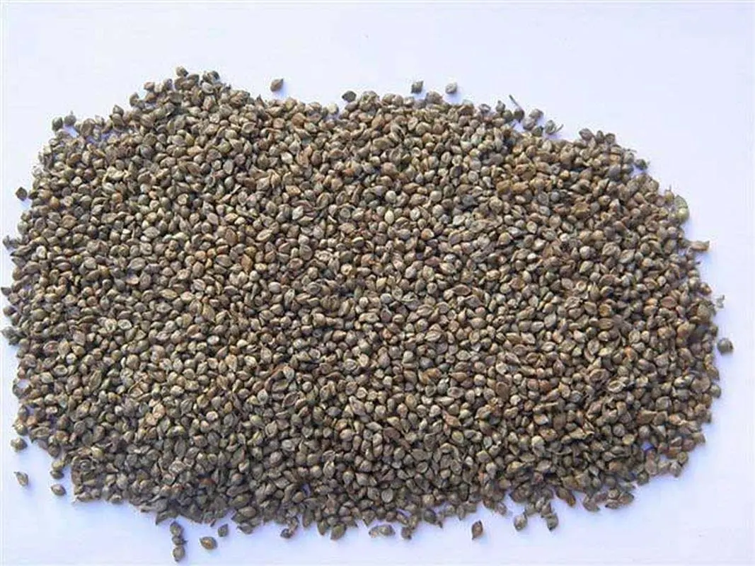 Makes Great Seed-Heads for Birds - Beautiful in The Garden(200 - Seeds)