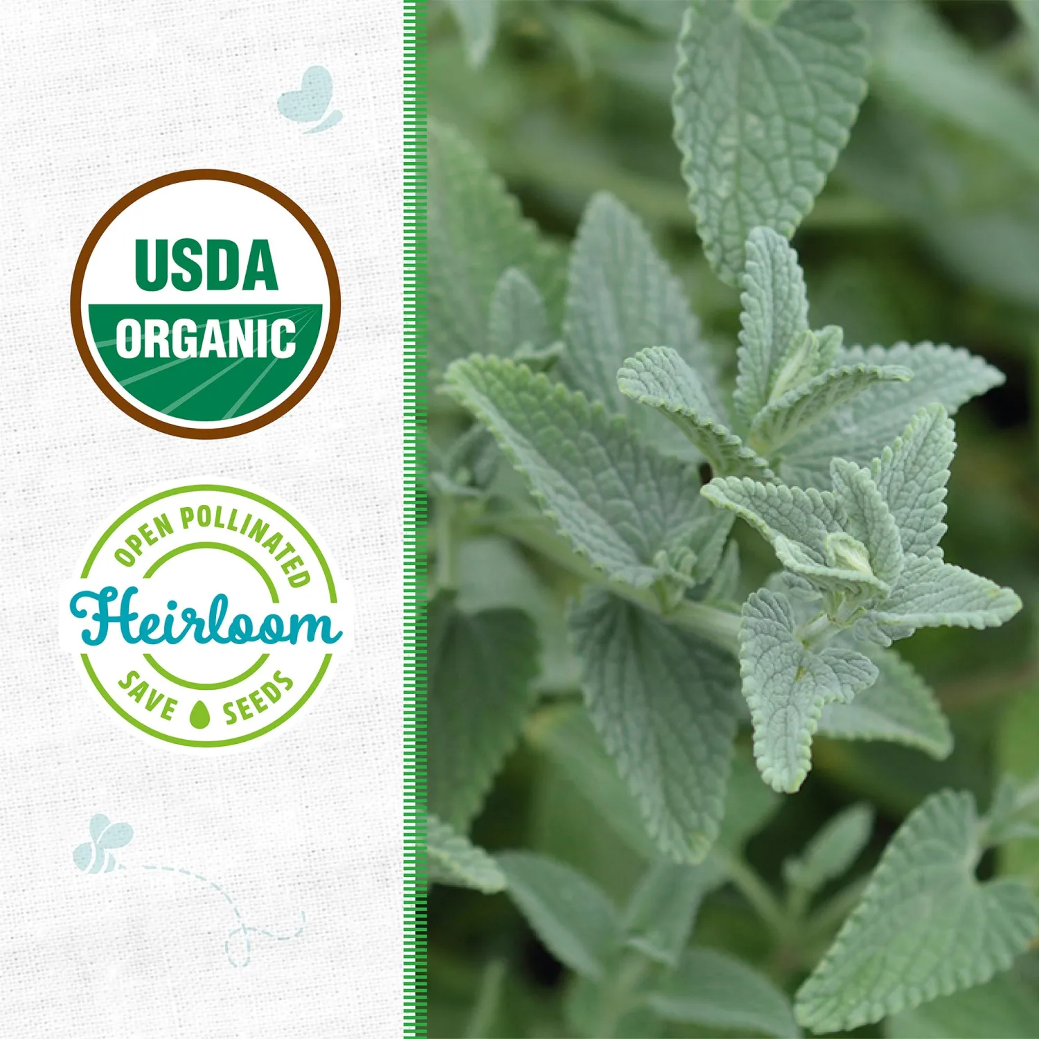 Seed Packet - Catnip 140mg