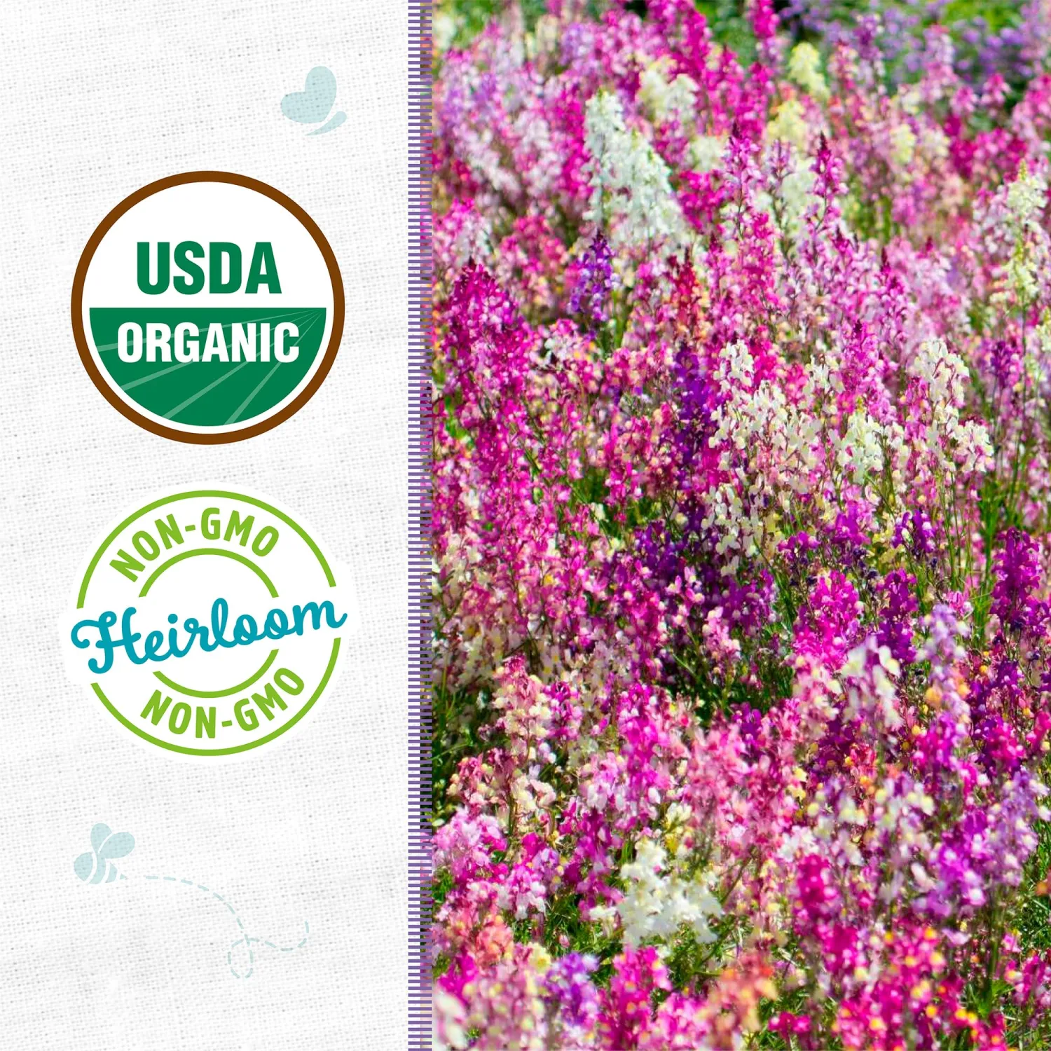Back to the Roots - 100% Organic Seed Packet - Linaria 'Fairy Bouquet' 50mg