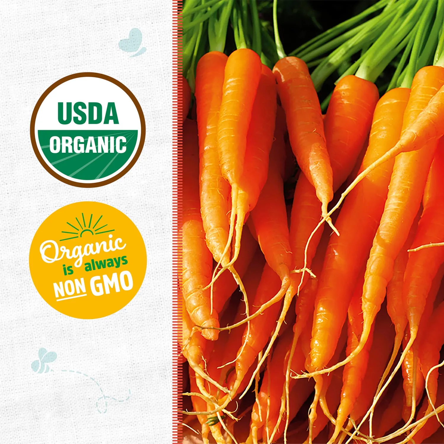 Back to the Roots - 100% Organic Seed Packet - Carrot 'Bambino' 420mg
