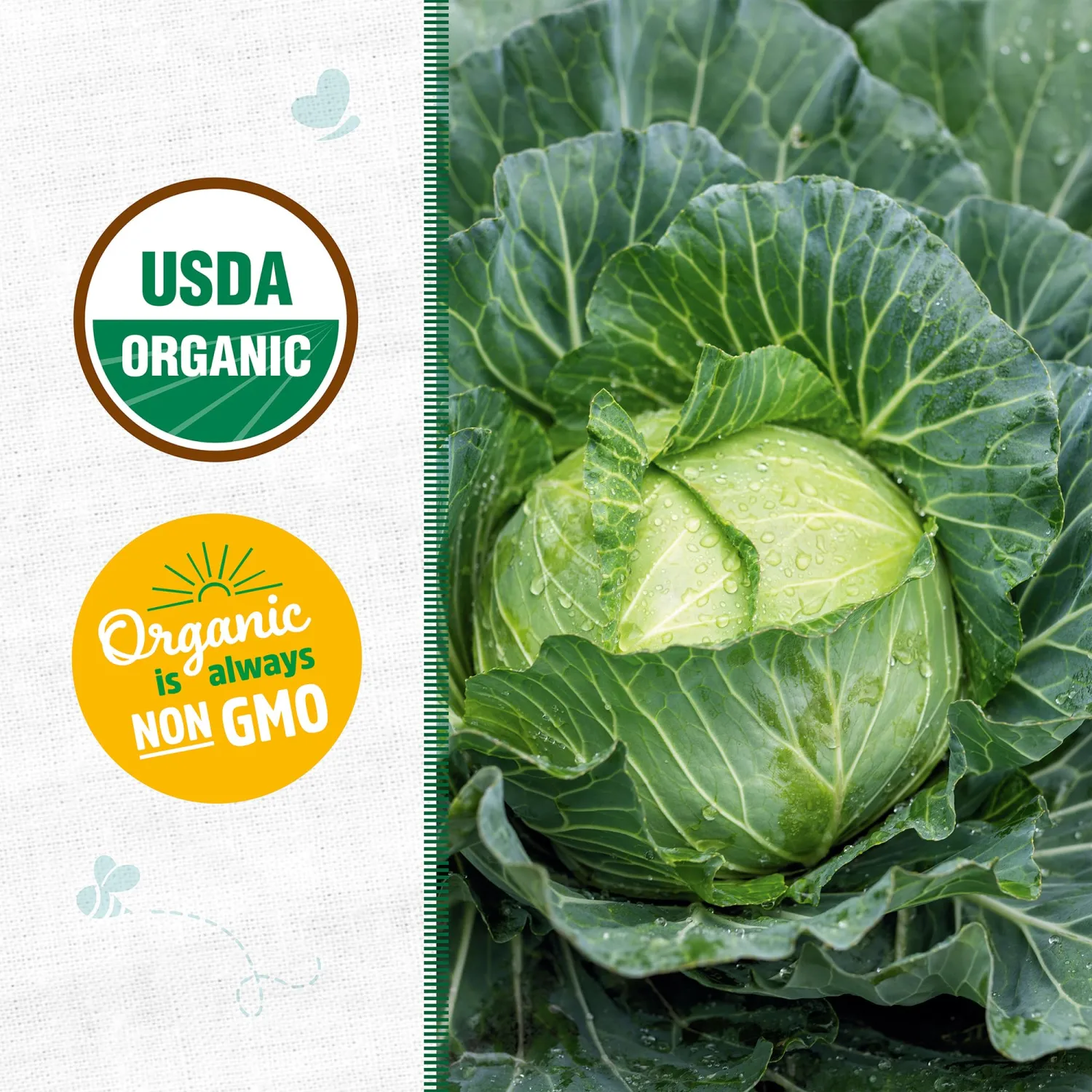 Back to the Roots - 100% Organic Seed Packet - Cabbage 'Golden Acre' 140mg