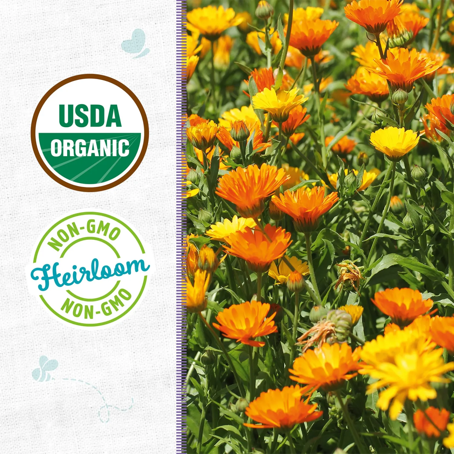 Back to the Roots - 100% Organic Seed Packet - Calendula 'Pacific Beauty' 300mg