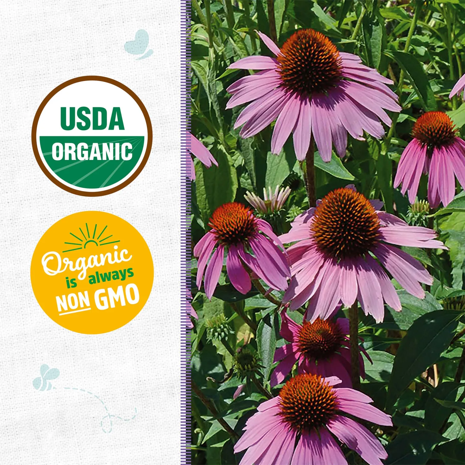 Back to the Roots - 100% Organic Seed Packet - Echinacea 'Purple Coneflower' 210mg