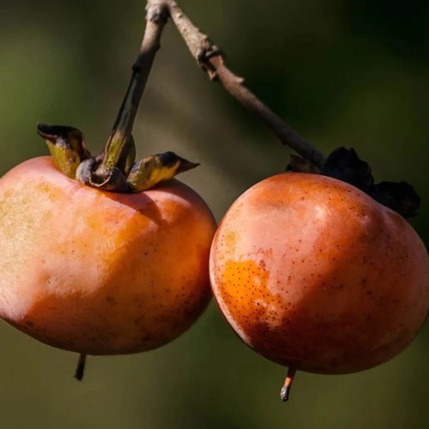 Diospyros Virginiana Seeds American Persimmon Deciduous Tree Fruit and Ornamental Valued Culinary Uses Gardens Parks Outdoor 5Pcs Fruit Tree Seeds by YEGAOL Garden