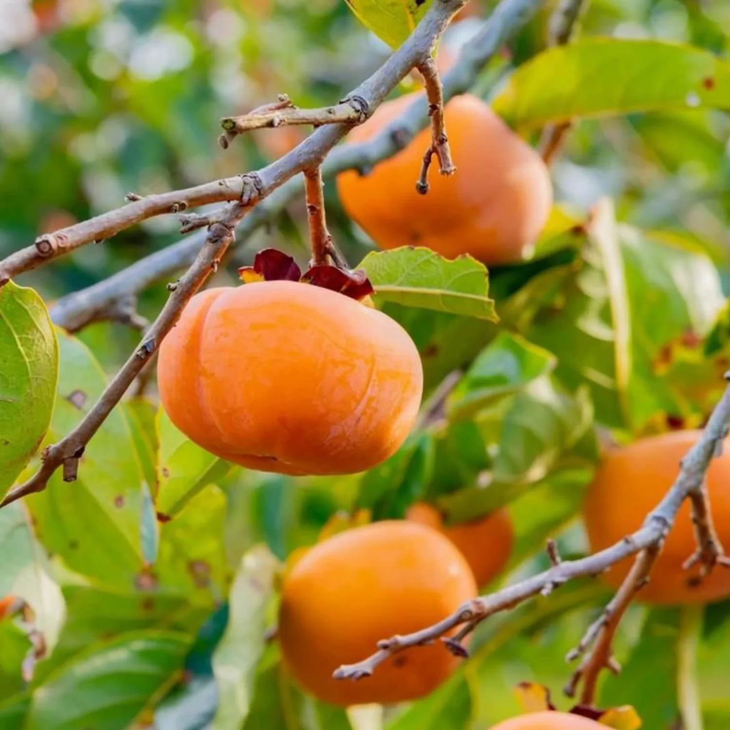 Diospyros Virginiana Seeds American Persimmon Deciduous Tree Fruit and Ornamental Valued Culinary Uses Gardens Parks Outdoor 5Pcs Fruit Tree Seeds by YEGAOL Garden