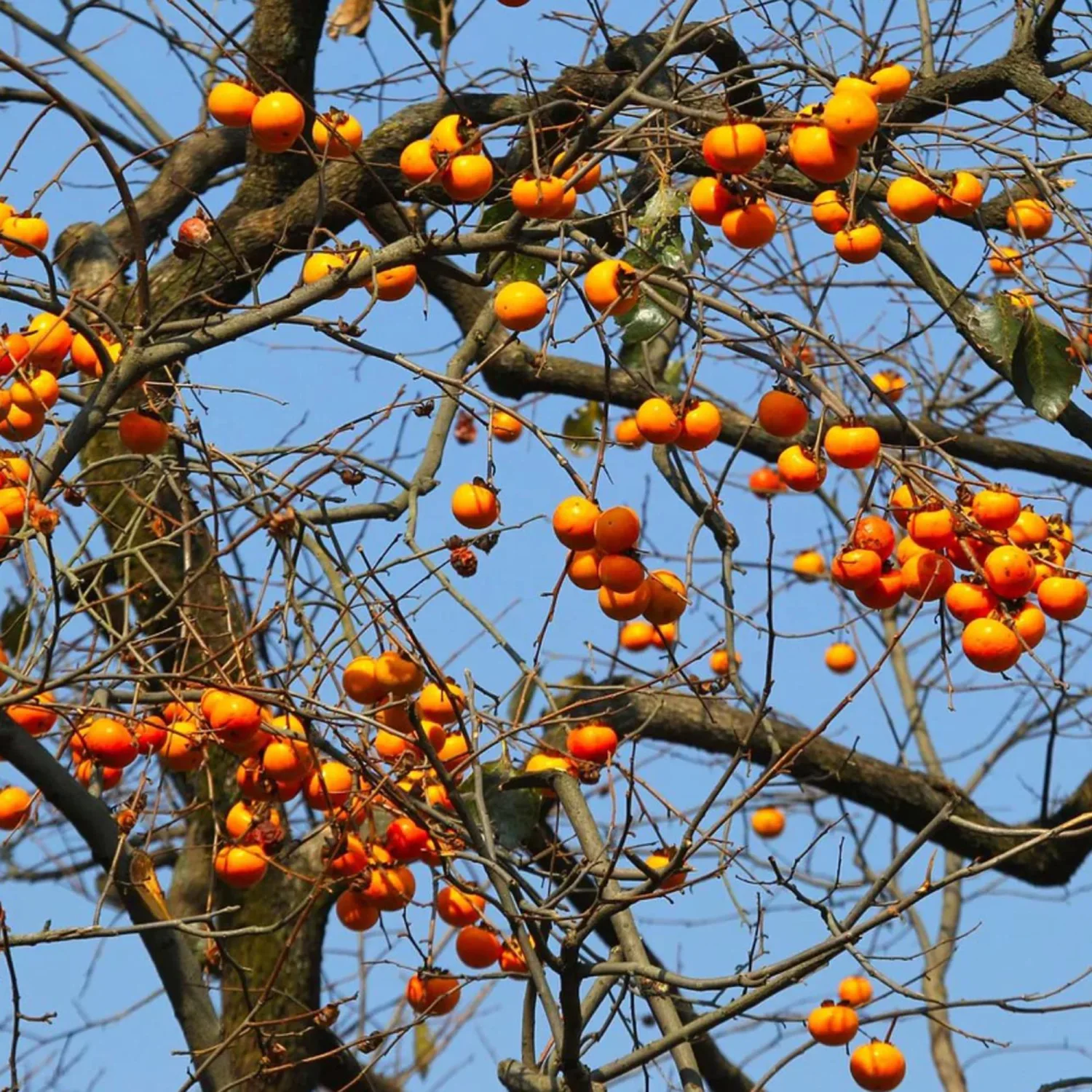 Diospyros Virginiana Seeds American Persimmon Deciduous Tree Fruit and Ornamental Valued Culinary Uses Gardens Parks Outdoor 5Pcs Fruit Tree Seeds by YEGAOL Garden
