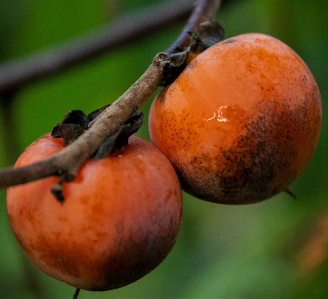American Persimmon Tree Starter Potted Plant