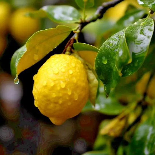 Yuzu Tree - 2-5 Inch Tall Live Plant - Potted Cold Hardy Citrus Seedling - Yellow Lemon Citron Fruit Plant - Yuzu ichandrin