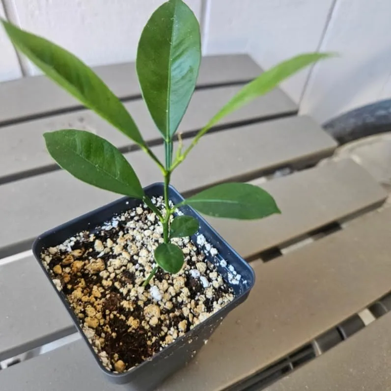 Yuzu Tree - 2-5 Inch Tall Live Plant - Potted Cold Hardy Citrus Seedling - Yellow Lemon Citron Fruit Plant - Yuzu ichandrin