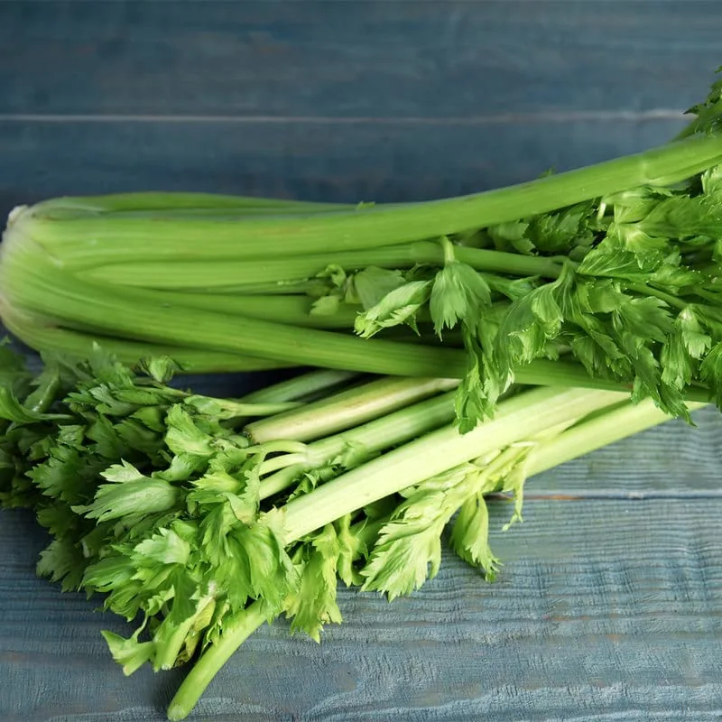 Celery-Tall Utah 50/70 (1000 Seeds)