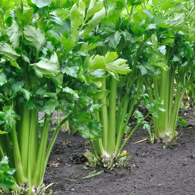 Celery-Tall Utah 50/70 (1000 Seeds)