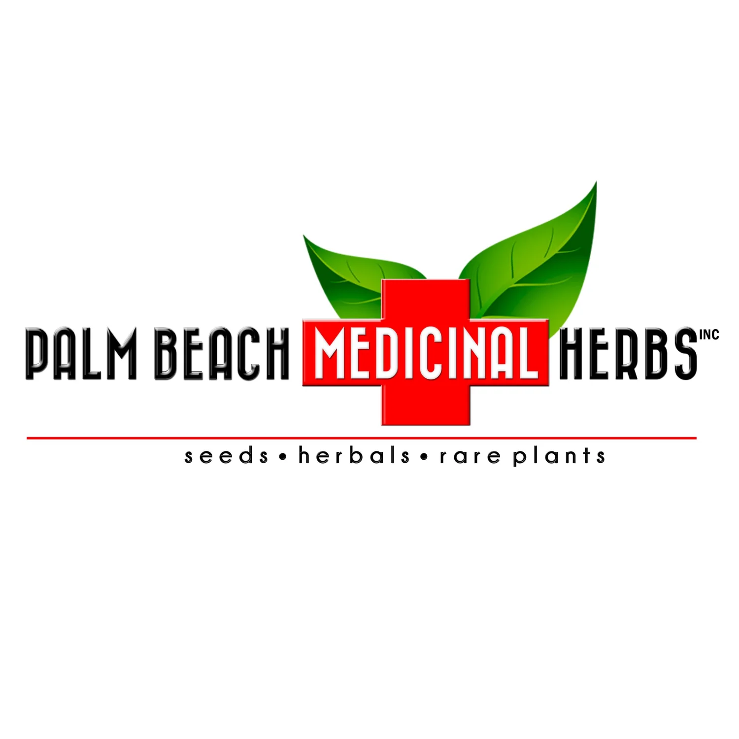 Palm Beach Medicinal Herbs - Amsterdam Celery (Apium graveolens secalinum) - Packet of 20 Seeds