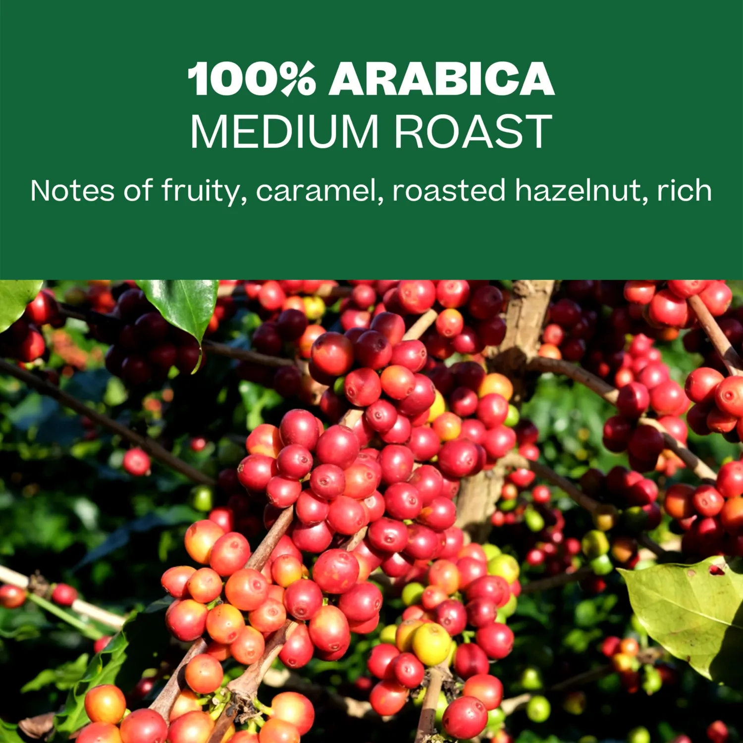 Conihat Coffee Roaster Vietnamese Premium Whole Bean Coffee - 100% Arabica, Medium Roast, Single Origin, Rainforest Alliance Certified, Hand-Picked, 8.8 Oz Bag