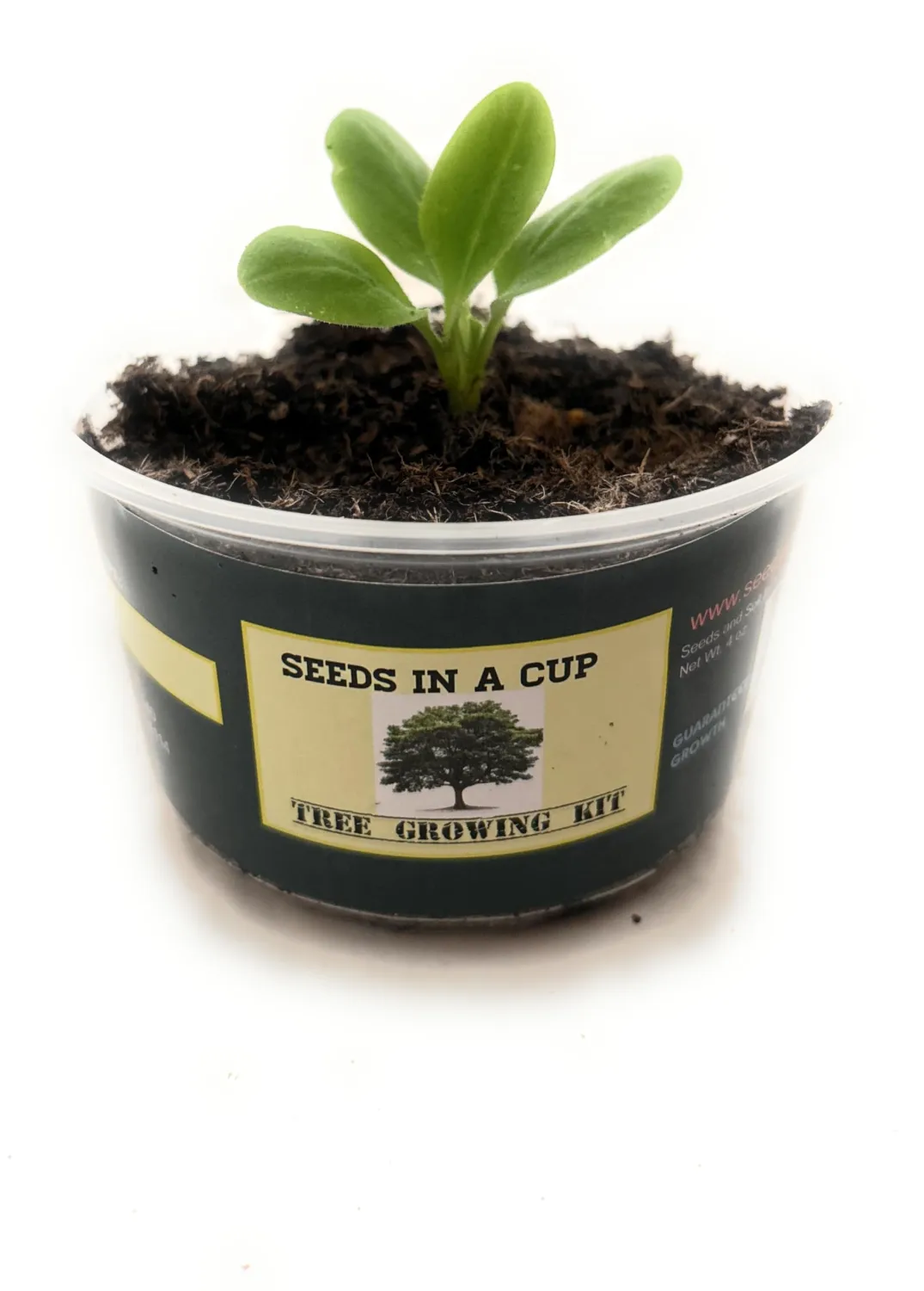 Tree Grow Kit | Easy to use | Educational | Memorial Gift | Plant It for The Planet | Grow Your Own Tree |Wide Selection to Choose from (Red Apple)