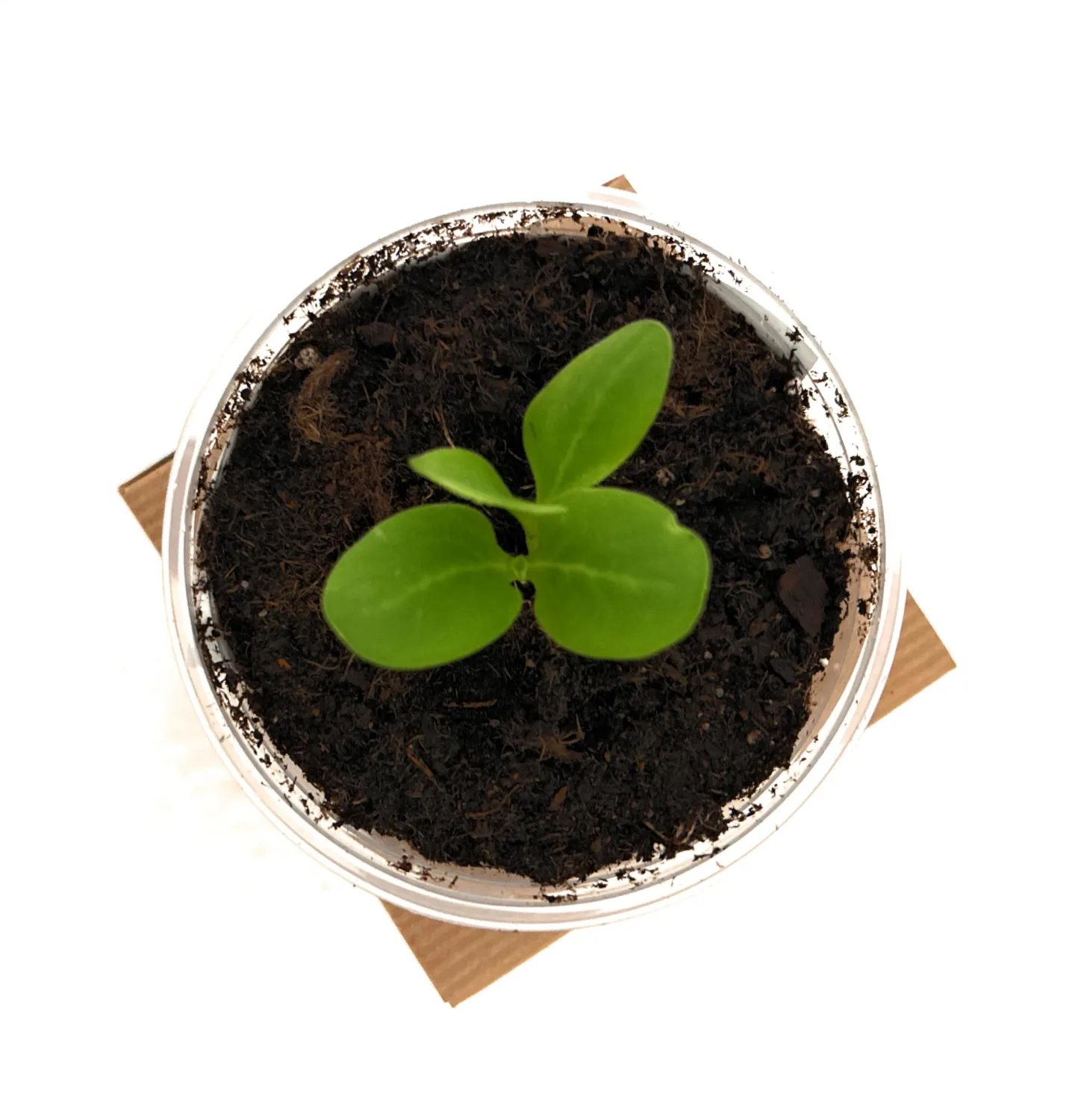 Tree Grow Kit | Easy to use | Educational | Memorial Gift | Plant It for The Planet | Grow Your Own Tree |Wide Selection to Choose from (Crape Myrtle)