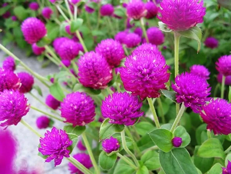 Mixed Color Globe Amaranth Gomphrena Seeds Purple Red White Dried Arrangements Non-GMO 100pcs